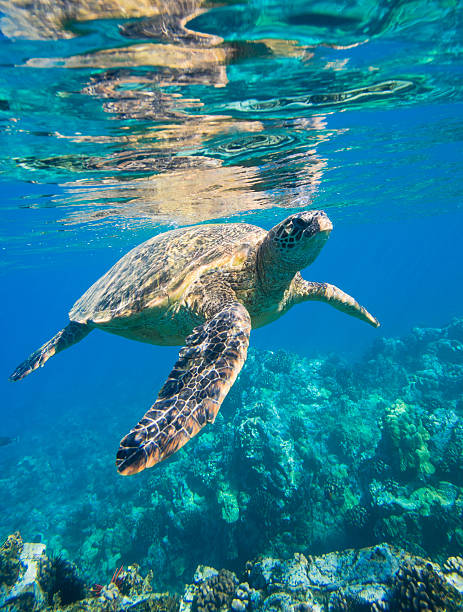 istock A beautiful Hawaiian green sea turtle in shallow water 149452221