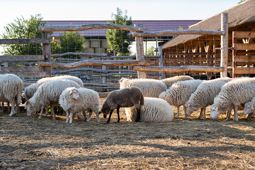 Sheep herd in Ferto-Hansag National Park in summer, Hungary