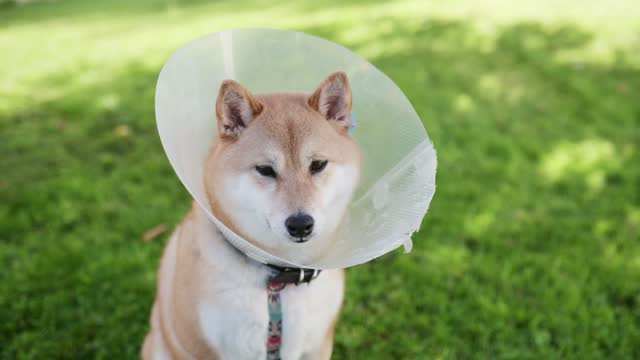 Shiba Inu dog with Elizabethan collar