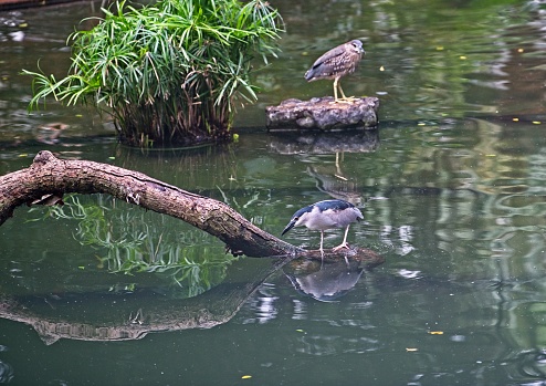 The black-crowned night heron (Nycticorax nycticorax), or black-capped night heron, commonly shortened to just night heron in Eurasia, is a medium-sized heron found throughout a large part of the world, including parts of Europe, Asia, and North and South America.
