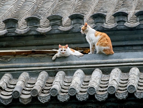 A cat watching from the roof of a house