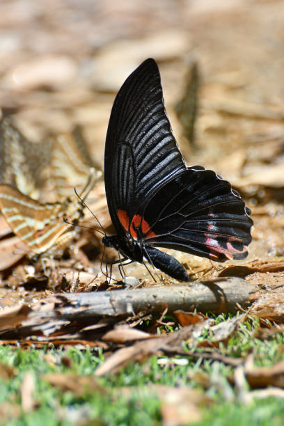 istock Butterfly at Kaeng Krachan National Park, Thailand. 1494526553