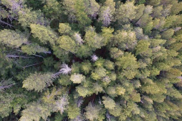 istock Aerial shot of a lush forest in the fall. 1494527207