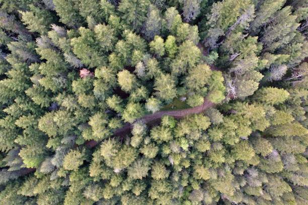 istock Aerial view of a forestry road surrounded by a lush deciduous forest. 1494527208