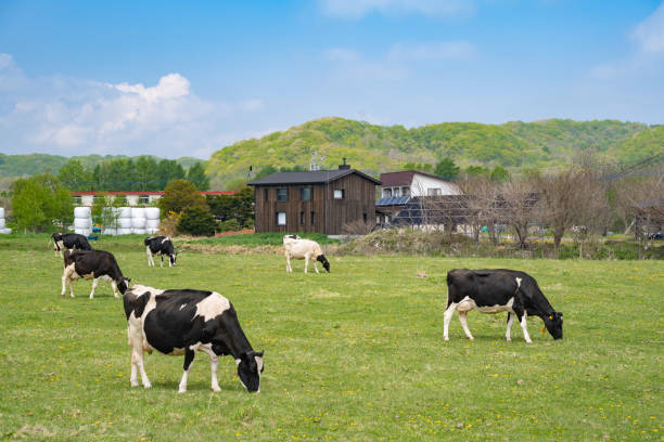 The cattle farm in Hokkaido, Japan.