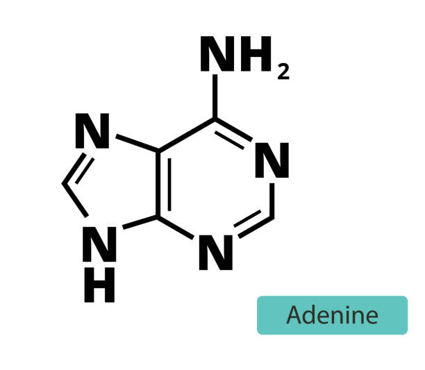 illustrations, cliparts, dessins animés et icônes de formule chimique du squelette moléculaire d’adénine sur fond blanc - agct