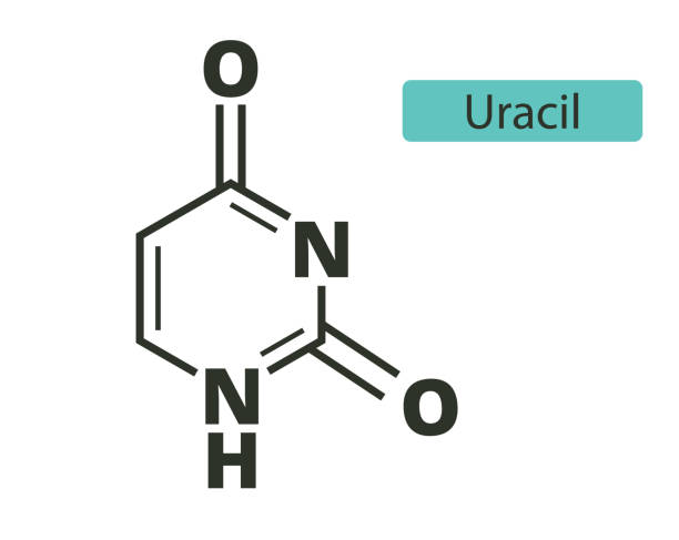 illustrations, cliparts, dessins animés et icônes de formule chimique du squelette moléculaire d’uracil sur fond blanc - agct