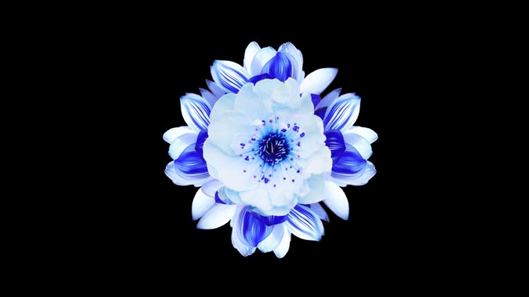 Blue Lotus Flowers Animation Black Background, Gentle Breeze and Swaying Leaves, 4k Resolution, Stock Video