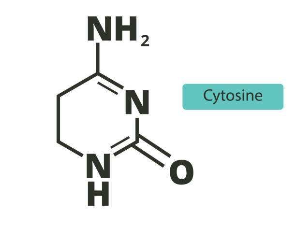 ilustrações, clipart, desenhos animados e ícones de fórmula química esquelética molecular da citosina no fundo branco - agct