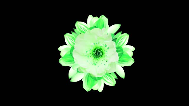 Green Lotus Flowers Animation Black Background, Gentle Breeze and Swaying Leaves, 4k Resolution, Stock Video