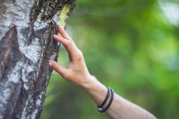 istock A man's hand touch the tree trunk close-up. Bark wood.Caring for the environment. The ecology concept of saving the world and love nature by human 1494530726