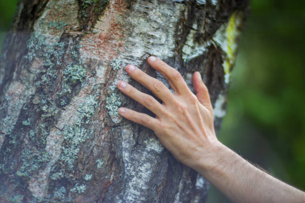 istock A man's hand touch the tree trunk close-up. Bark wood.Caring for the environment. The ecology concept of saving the world and love nature by human 1494530728