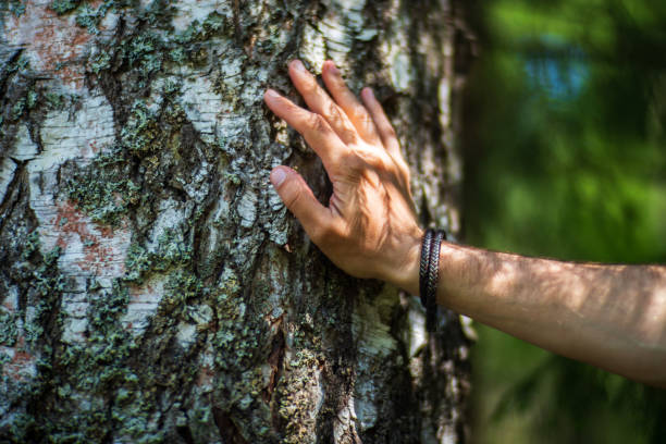 istock A man's hand touch the tree trunk close-up. Bark wood.Caring for the environment. The ecology concept of saving the world and love nature by human 1494531571