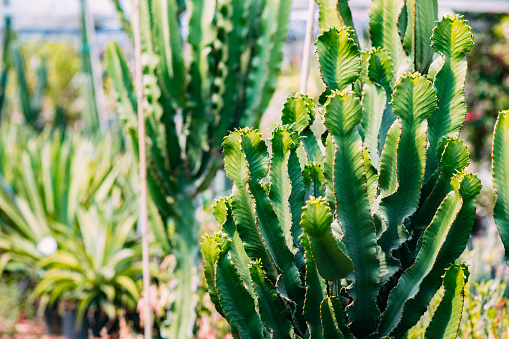 Cactus Plants in the Nursery