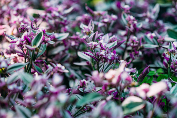 Tradescantia Zebrina Plants in the Nursery