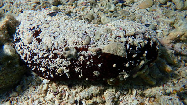 Lollyfish or black sea cucumber (Holothuria atra) undersea, Red Sea Lollyfish or black sea cucumber (Holothuria atra) undersea, Red Sea, Egypt, Sharm El Sheikh, Nabq Bay holothuria stock pictures, royalty-free photos & images
