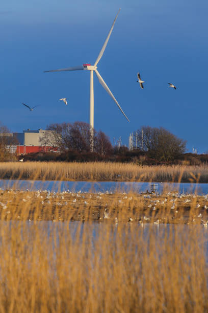 istock Brondby strandpark in Denmark 1494532517