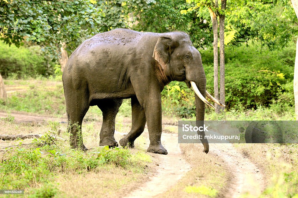 Indian Male Elephant Stock Photo - Download Image Now - Animal Wildlife,  Animals In The Wild, Asia - iStock