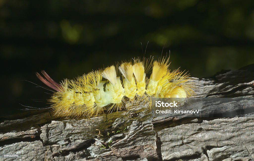 Amarillo de pelo caterpillar - Foto de stock de Aire libre libre de derechos