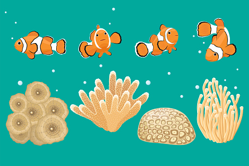 Sea anemones, Clown fish and corals.