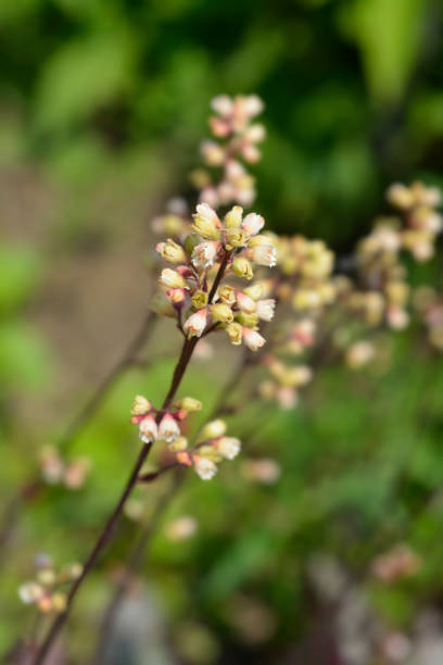 Prince of Silver Coral Bells flowers - Latin name - Heuchera Prince of Silver