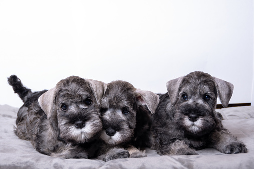 Three small black bearded schnauzer puppies lying next to each other on the bed and looking at you. Family of puppies lying together.