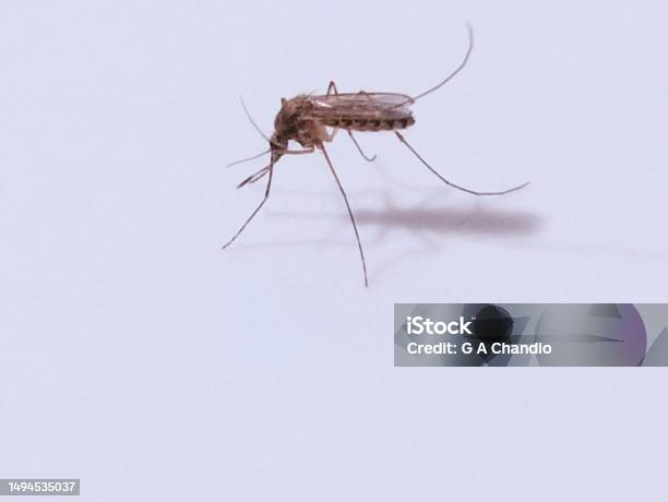 Mosquito Common House Mosquitoes Insect Blood Sucker Cause Of Malaria Fever Moustique Culex Pipiens Biting Midge Machar Noseeum Gnat Closeup Macro Image Stock Photo Stock Photo - Download Image Now