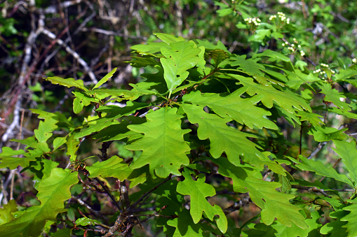 Detail of the leaves of a sessile oak tree (Quercus petraea).