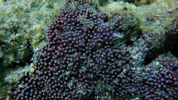 Organ pipe coral or red organ pipe coral (Tubipora musica) close-up undersea, Red Sea Organ pipe coral or red organ pipe coral (Tubipora musica) close-up undersea, Red Sea, Egypt, Sharm El Sheikh, Nabq Bay organ pipe coral stock pictures, royalty-free photos & images