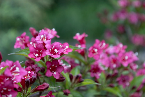 Weigela Bristol Ruby red flowers in the garden in Hungary. Beautiful flowers of  Weigela against background.