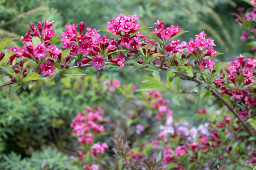 Weigela Bristol Ruby red flowers in the garden in Hungary. Beautiful flowers of  Weigela against background.