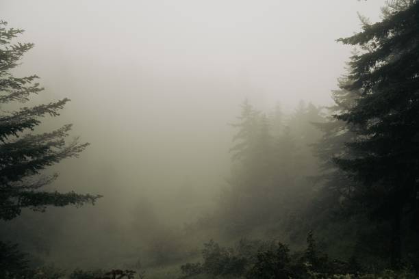istock Dense forest showcasing an expanse of trees and foliage 1494536500