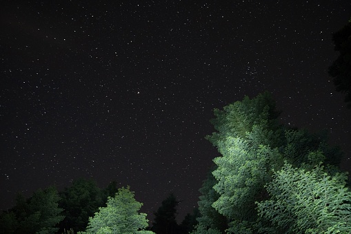 A peaceful night-time scene, with lush green trees silhouetted against the star-studded sky