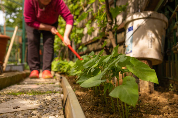 istock This garden is small but it's full of blooming vegetables and fruit 1494536636