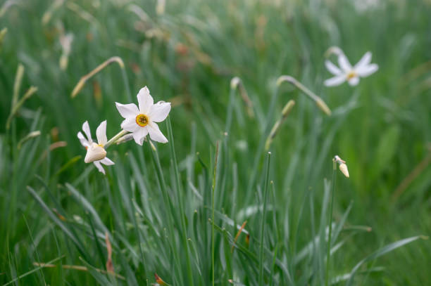 Narcissus poeticus. Wild white narcissus blooming.