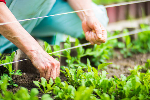 Crops planted in soil get ripe under sun. Cultivated land close up with sprout. Agriculture plant growing in bed row. Green natural food crop