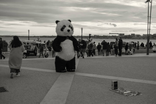 Panda Bear in Lisbon stock photo