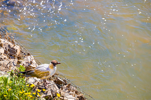 wild black-headed gull sits on the shore of a reservoir. High quality photo