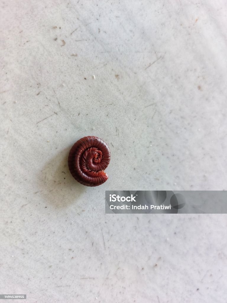 Keluwing Is A Type Of Millipede And Belongs To The Manylegged Arthropod Keluwing Is A Type Of Millipede And Belongs To The Manylegged Arthropod