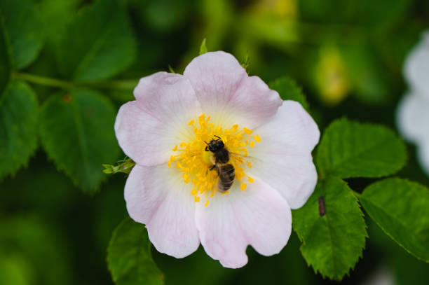 istock Honey Bee and rose garden background 1494539126