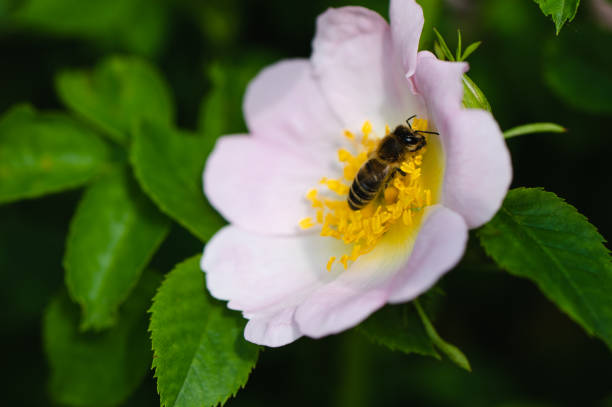 istock Honey Bee and rose garden background 1494539140
