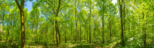 istock Vibrant new foliage deep in idyllic wild woods green forest panorama 1494539215