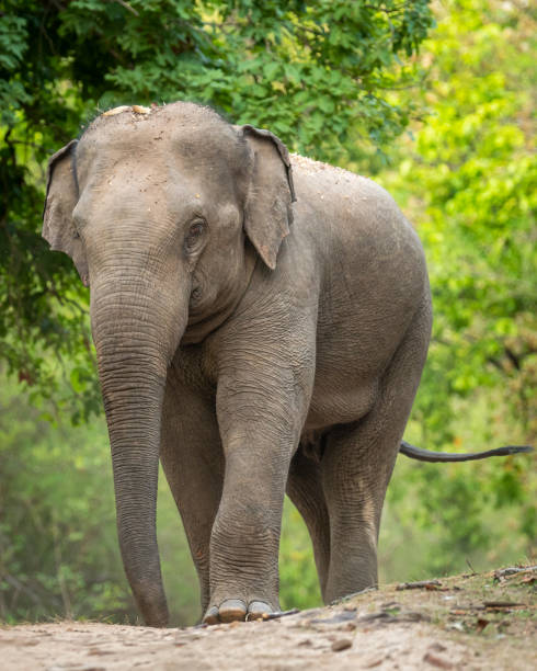 istock wild aggressive asian elephant or Elephas maximus indicus roadblock walking head on in summer season and natural green scenic background safari at bandhavgarh national park forest madhya pradesh indiacopt 1494540003