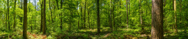 Tranquil woodland glade dappled sunlight ferns green forest panorama stock photo