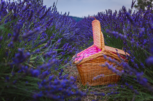 This lavender field surrounds a magic basket