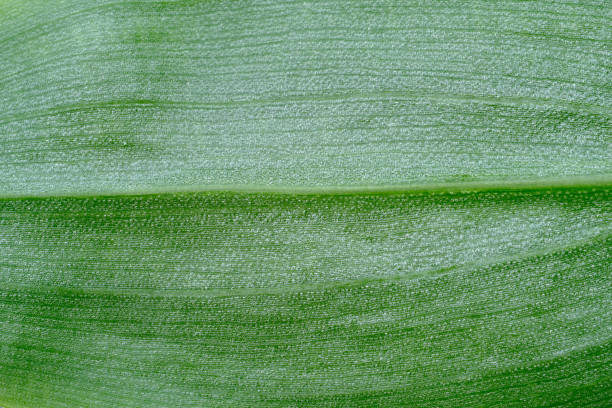 istock Partial close-up of leaves 1494541222