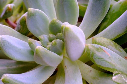 Use a macro lens to capture succulent plants.