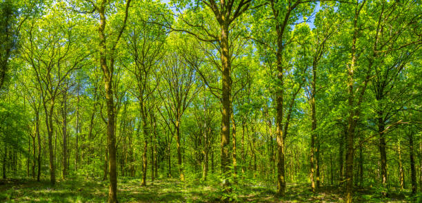 istock Glorious spring summer foliage vibrant green forest wilderness woods panorama 1494541272