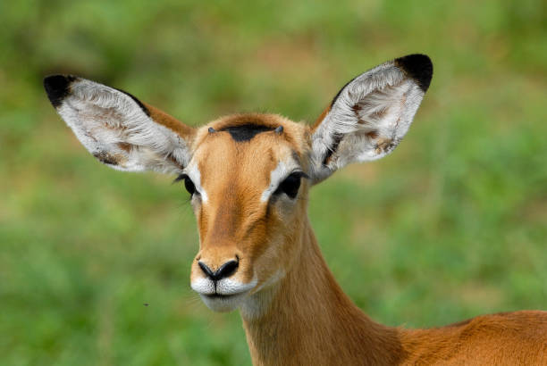 istock Impala (Aepyceros melampus) in Serengeti, Tanzania 1494542163