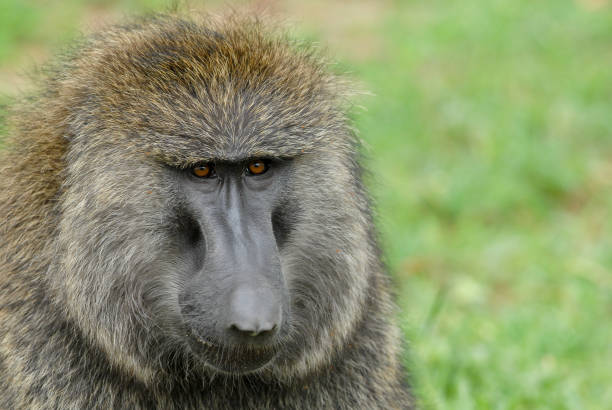 Portrait of Olive baboon (Papio anubis) in Serengeti National Park, Tanzania Portrait of Olive baboon (Papio anubis) in Serengeti National Park, Tanzania baboon stock pictures, royalty-free photos & images